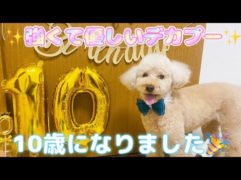 ㊗️10歳になりました💕🐶優しいデカプー💖#モコ #バースデーパーティー #プレゼント