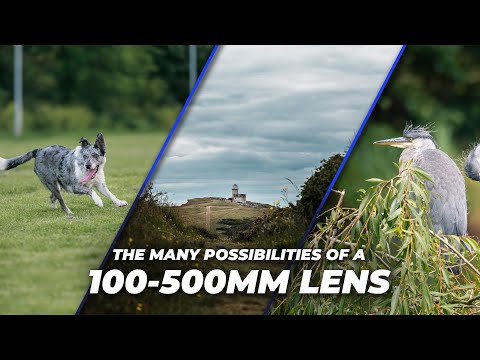 The Many Possibilities of a 100-500mm Lens | Tutorial Tuesday