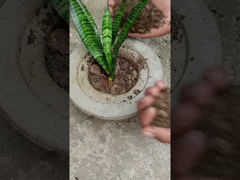 Snake plant.#shortvideo