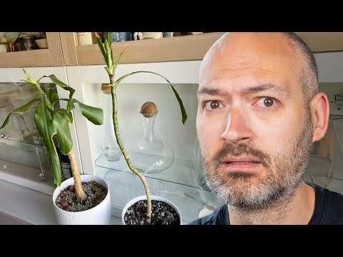 Yucca Plant Rescue