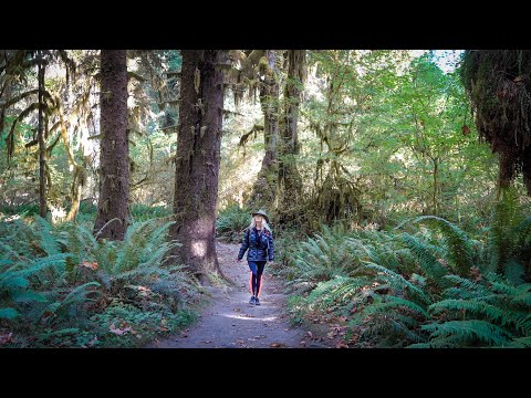 COUGAR WARNINGS, MUSHROOMS & RAIN FORESTS! Hiking & Camping Olympic Nat'l Park | RV Life | Van Life