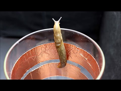 Garden Myth Busted  - Can Copper Tape Stop Slugs?