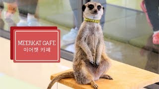 Meerkat Cafe in Hongdae, Seoul!