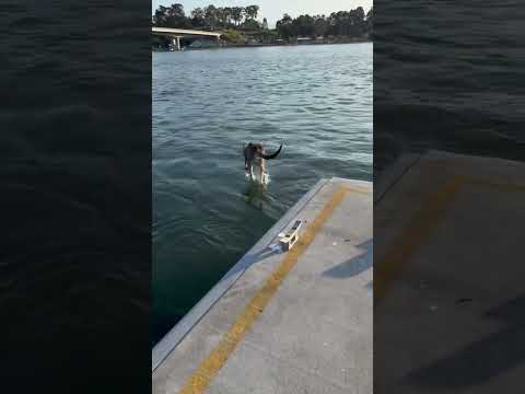 Determined Kangaroo Jumps Off the Pier