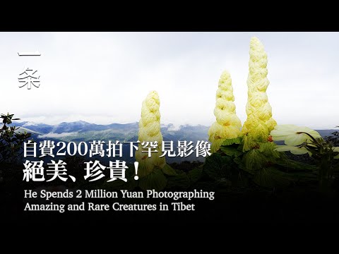 他自費200萬拍下罕見影像：絕美、珍貴 He Spends 2 Million Yuan Photographing Amazing and Rare Creatures in Tibet