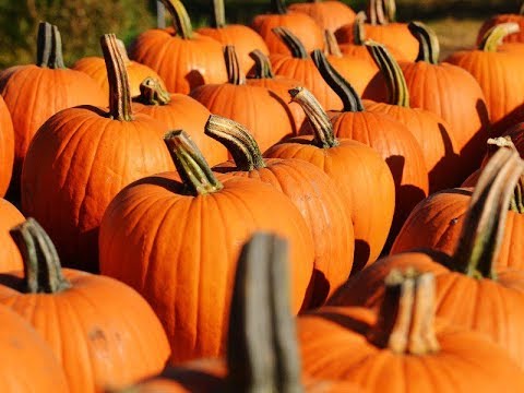 7 Arizona Pumpkin Patches You Simply Must Visit This Fall