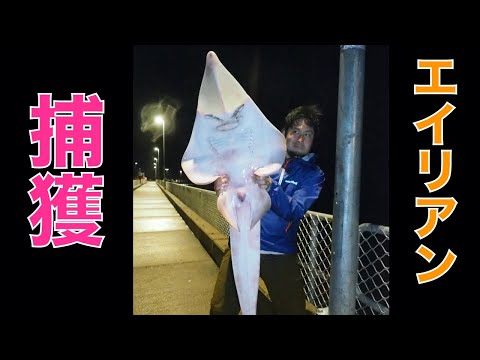 怪魚『ジャイアントショベルノーズシャーク』を釣れ！in オーストラリア How to catch GIANT SHOVELNOZE SHARK