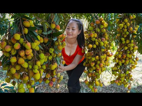 Harvest LYCHEES to sell at the Countryside market, Cook delicious dishes from Lychees | Hoang Huong