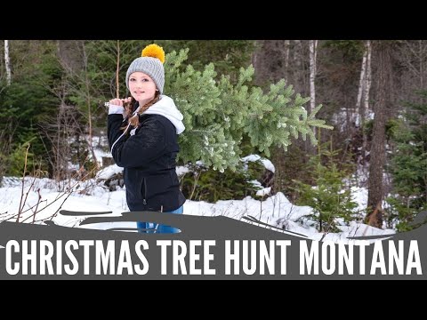 Montana Christmas Trees