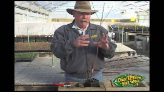 Grafting Fruit Trees