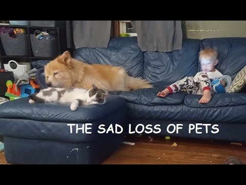 The Sad loss of pets