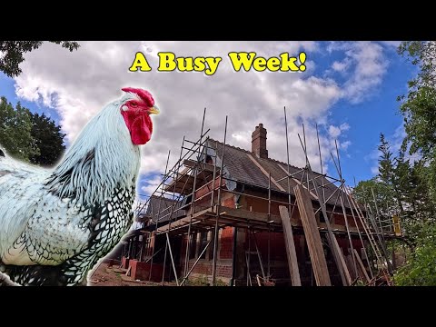 A Rat, Chickens, Scaffolding & A Busy Week!