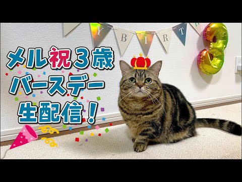 【生配信】メル3歳の誕生日会ライブ🎂