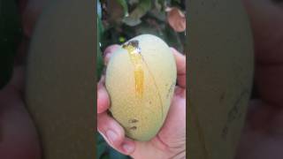 Ripen Mango Picking #mango #mangoes #ripenmango #mangogarden #mangotrees #mangotree #aam