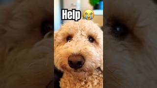 Will you help us 🥺 #dog #puppy #doglover #cute