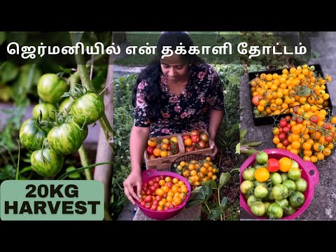 A Productive 20 Kg Tomato Harvest in my home garden in Germany