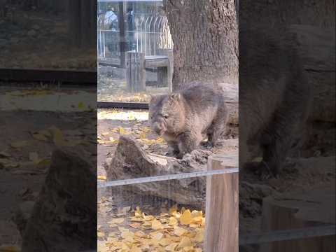 ウォンバット❤️五月山ウォンバアイドルのフクちゃんです🥰 #ウォンバット #五月山動物園 #shorts