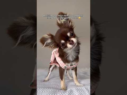 Chihuahua Puppy vs. Adult: Adorable Evolution 🥹❤️