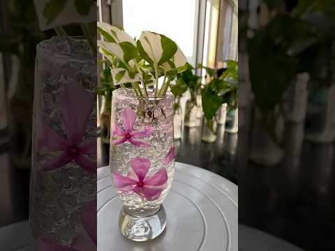 Money Plant Grow & Decor in Water  #plantsdecor #houseplants #homedecor #diy #moneyplantdecor