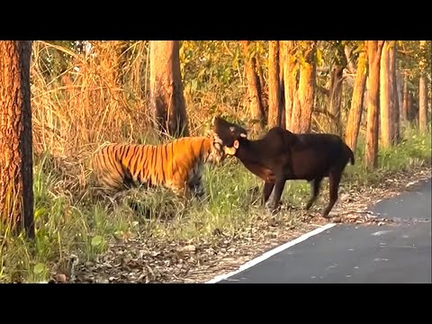 1 IN A MILLION Animal Moments Caught On Camera!