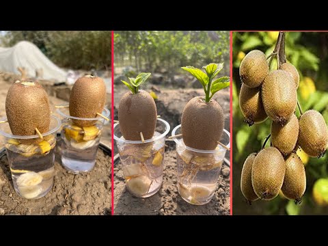 How to grow kiwi fruit with banana organic harmones | easiest way to grow kiwi trees |