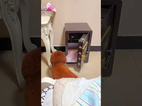 Unbelievable Transformations: Watch Teddy Mao Mao Fulfill Every Wish! #MagicalTeddyBear...