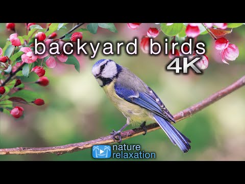 Backyard Birds (4K) 2 Hour Ambient Nature Film with Real Bird Sounds - Washington State