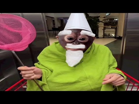 you laugh you turn into Green Wizard monkey | offensive memes edition