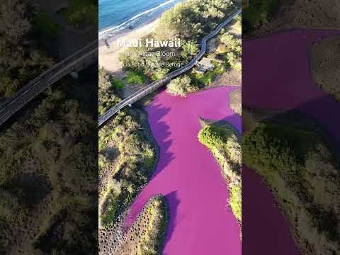 Maui Hawaii showing off its colors with this pink algae bloom. #maui #hawaii #nature