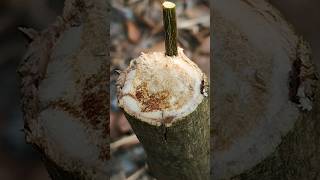 Wonderful bud grafting technique #shorts