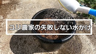 【オリエンタルユリの水かけ】植付け直後〜花が咲くまで