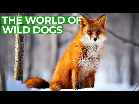 Wildlife - Just Wild Dogs | Free Documentary Nature