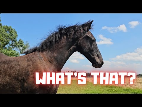 What is that? | Eefje & Belle Daughters of Queen👑Uniek. | How is Yfke doing? | Friesian Horses