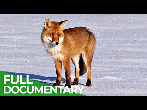 The Frozen Realm: Wildlife in Winter | Free Documentary Nature