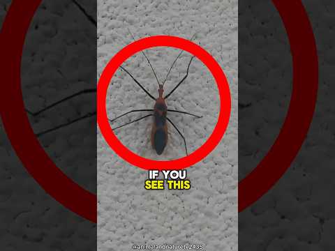 RUN If You See This Insect 😨 #viral