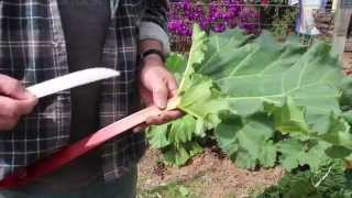 How to Plant and Grow Rhubarb