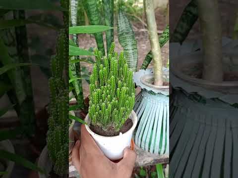 Fairy castle cactus stands as a miniature fortress, where nature's magic weaves its resilient beauty