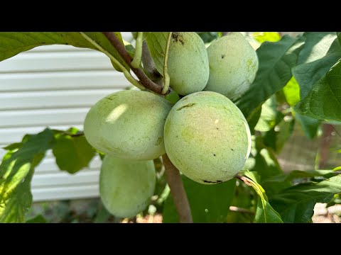 Top 10 Cold Hardy Fruit Trees EVERY Gardener Should Grow | Best Trees for Cold Climates