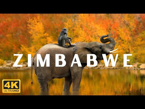 Wild Life Nature Of Zimbabwe [ 4k ] UHD HDR 60fps Scenic View With Calming Music