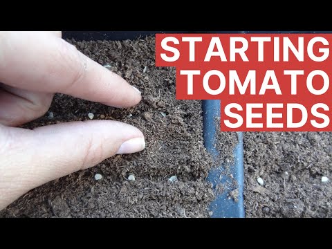 Growing Tomatoes From Seed For Perfect Germination