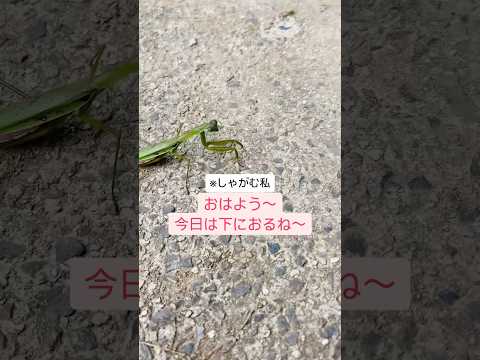 カマキリいつも神出鬼没