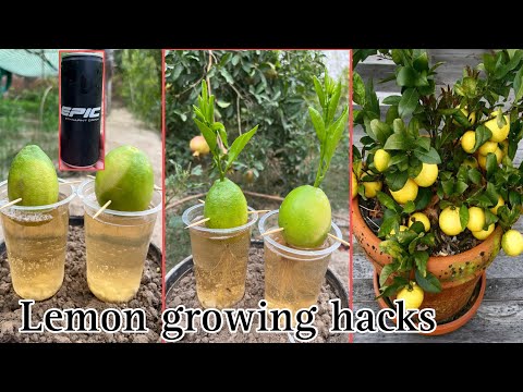 Lemon trees growing hacks with energy drink | unique idea and 100% working techniques |