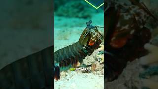 Mantis Shrimp: The Rainbow Warrior of the Sea #QuirkyQuery #mantisshrimp #marinelife