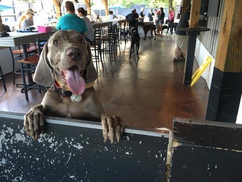 This Sports Bar in North Carolina Doubles as a Dog Park