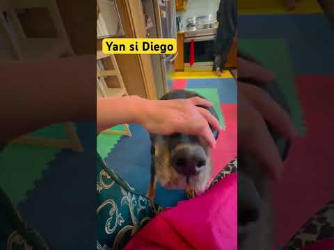 #dog #shortvideo #highlights #everyone #view #friends