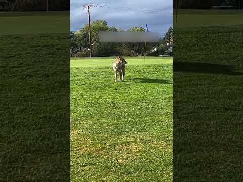 Coyote Steals Golf Ball on Course!