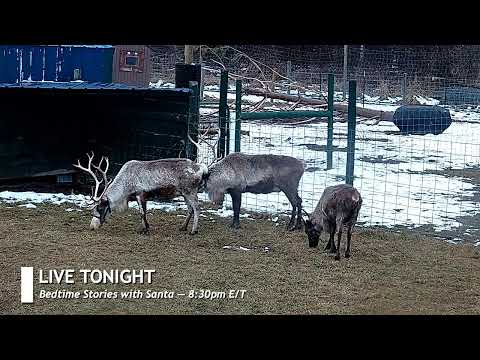 ReindeerCam Live Stream