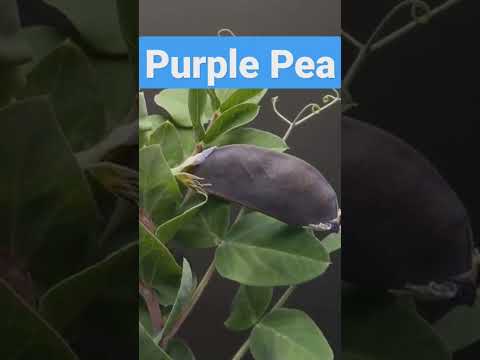 DIY GROWING PURPLE PEA #diyplanting #growingfruitsincontainers #growingplants #growingvegetables