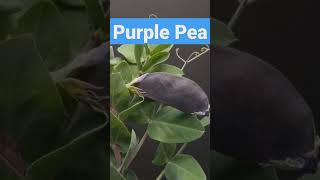 DIY GROWING PURPLE PEA #diyplanting #growingfruitsincontainers #growingplants #growingvegetables