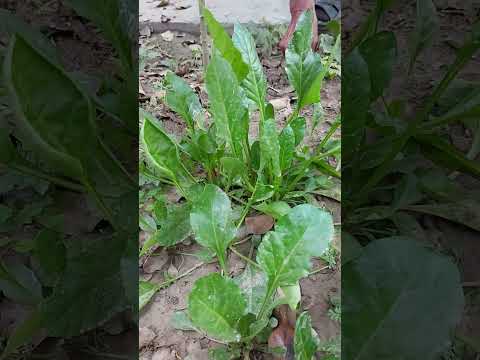 Spinach Harvesting in my garden #spinach